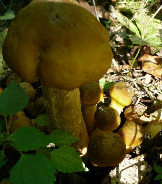 Image of Honey Fungus