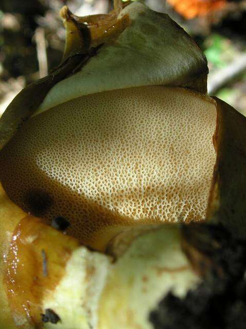 Image of Paxillaceae