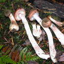 Image of Armillaria sinapina Bérubé & Dessur. 1988