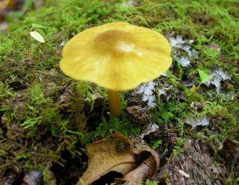 Image of Pluteus flavofuligineus G. F. Atk. 1902