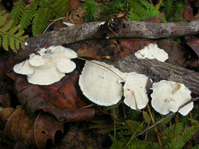 Image of Tyromyces