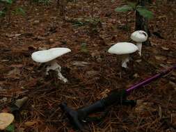 Image of <i>Amanita polypyramis</i>