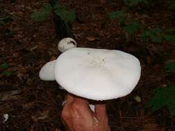 Image of <i>Amanita polypyramis</i>