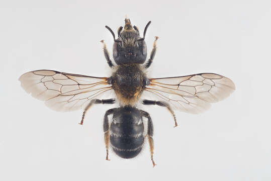 Image of Hoplitis tuberculata (Nylander 1848)