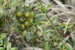 Image of Barbados shrub