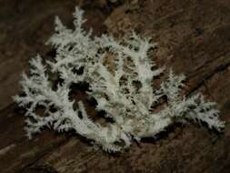 Image of tooth fungi