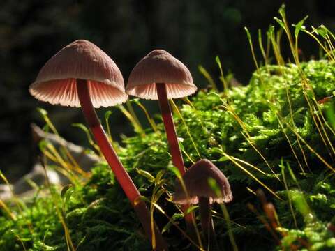 Image of Mycena