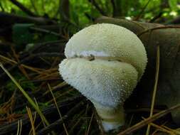 Imagem de Lycoperdon