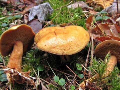 Image of Suillus punctipes (Peck) Singer 1945