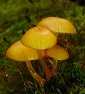 Image of Mycena leaiana (Berk.) Sacc. 1891