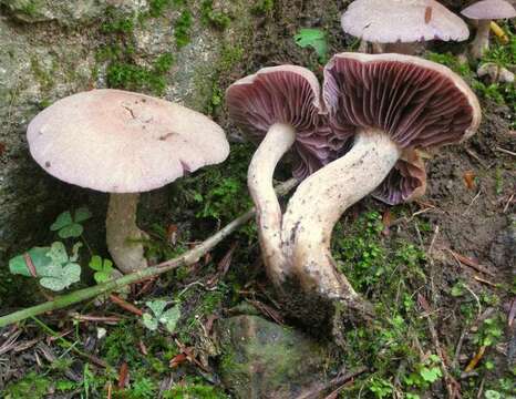 Image de Laccaria ochropurpurea (Berk.) Peck 1897