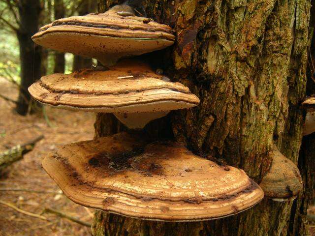 Image of Ganoderma