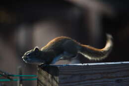 Image of squirrels, dormice, and relatives