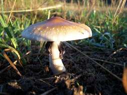 Image de Psilocybe