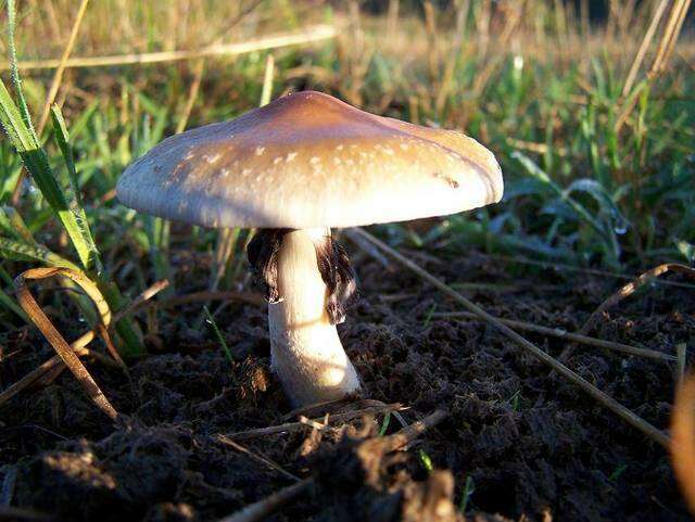 Image de Psilocybe