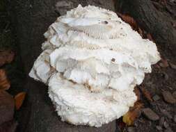 Image of tooth fungi