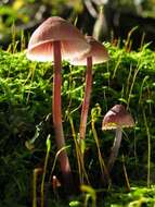 Image of Mycena