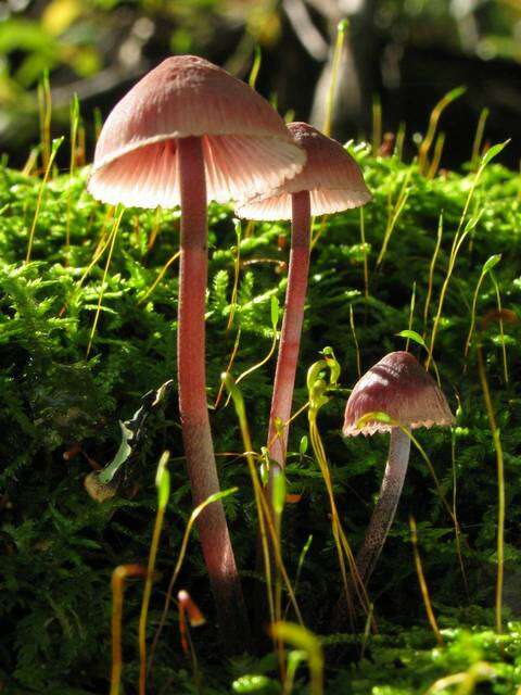 Image of Mycena