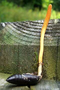 Image of Cordyceps