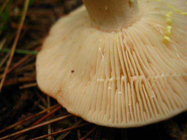 Image of Lactarius vinaceorufescens A. H. Sm. 1960