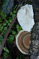 Image of Trametes