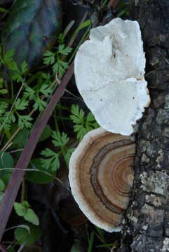 Image of Trametes