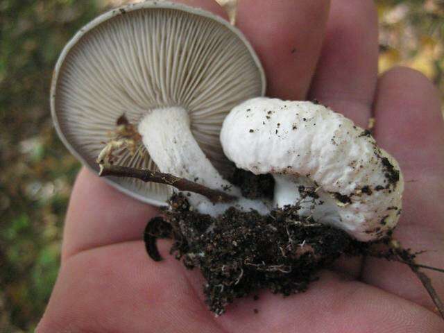 Image of Entoloma abortivum (Berk. & M. A. Curtis) Donk 1949