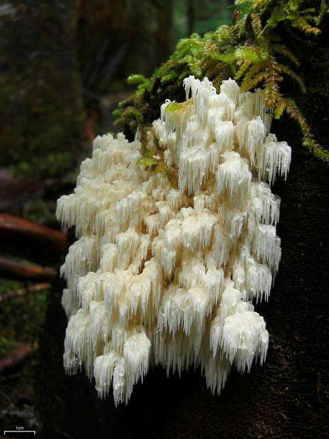 صورة Hericium abietis (Weir ex Hubert) K. A. Harrison 1964