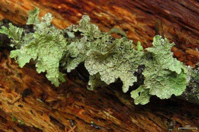 Image of ragged lichen