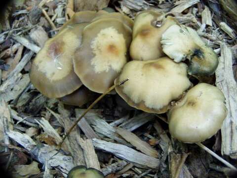 Image of Psilocybe ovoideocystidiata Guzmán & Gaines 2007