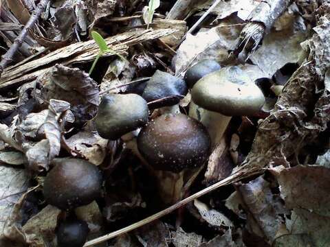 Image of Psilocybe ovoideocystidiata Guzmán & Gaines 2007