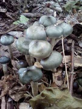 Image of Psilocybe ovoideocystidiata Guzmán & Gaines 2007