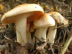 Image of Hygrophorus