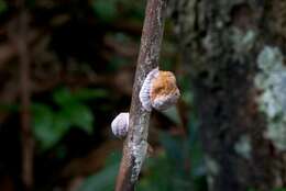 Image of Ascopolyporus