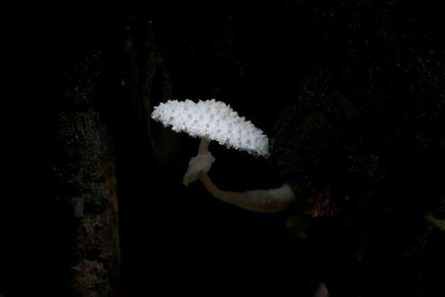 Leucocoprinus resmi