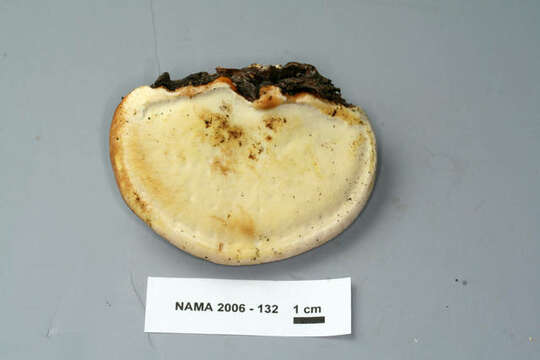Image of Fomitopsis