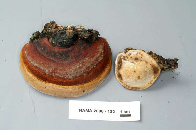 Fomitopsis resmi