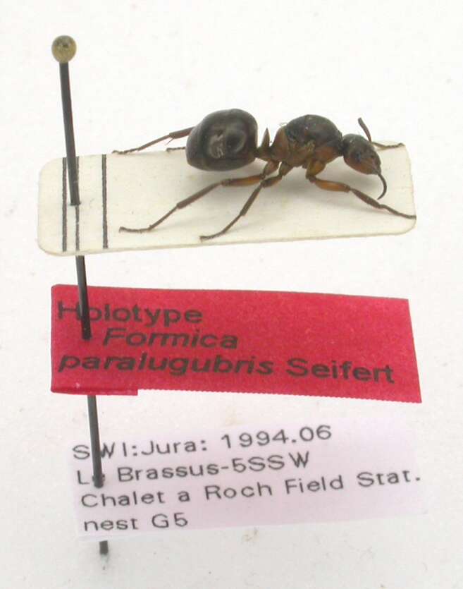 Слика од Formica paralugubris