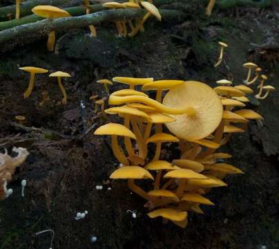 Image of Tricholomopsis aurea (Beeli) Desjardin & B. A. Perry 2017