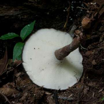 <i>Amauroderma trichodermatum</i>的圖片