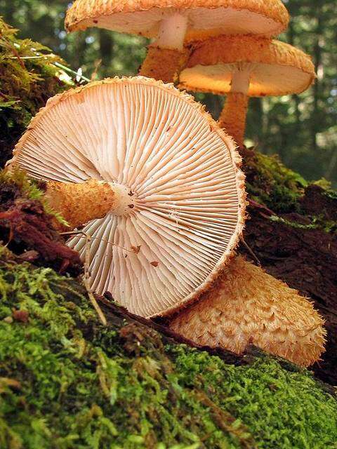 Слика од Leucopholiota