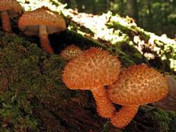 Слика од Leucopholiota