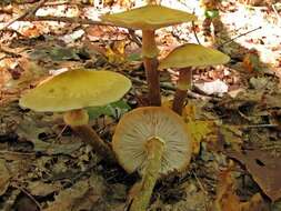 Image of Honey Fungus