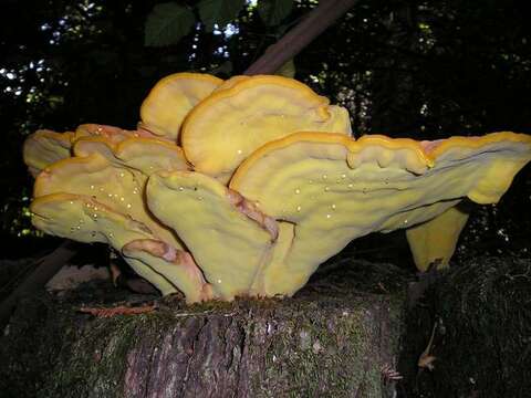 Image of Laetiporus