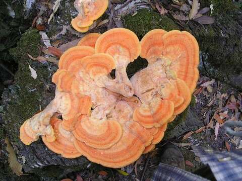 Image of Laetiporus