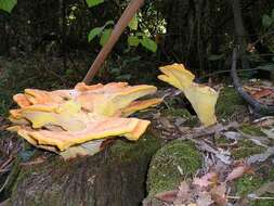 Image of Laetiporus