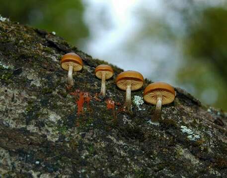 Image of Galerina