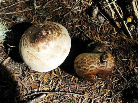 Слика од Tricholoma dulciolens Kytöv. 1989