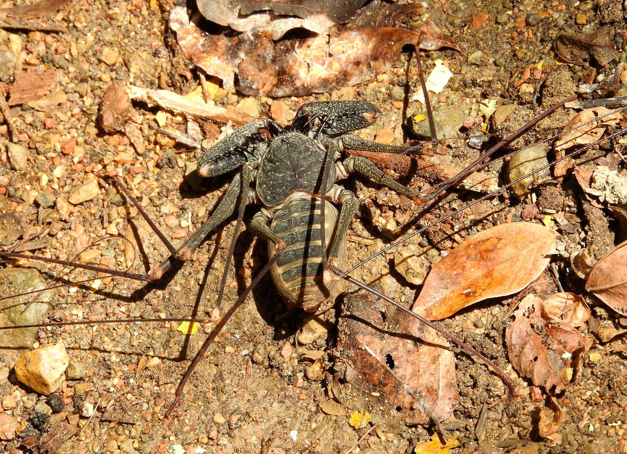 Image of Acanthophrynus Kraepelin 1899