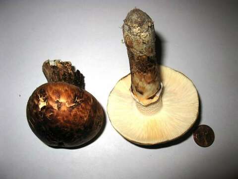 Слика од Tricholoma dulciolens Kytöv. 1989